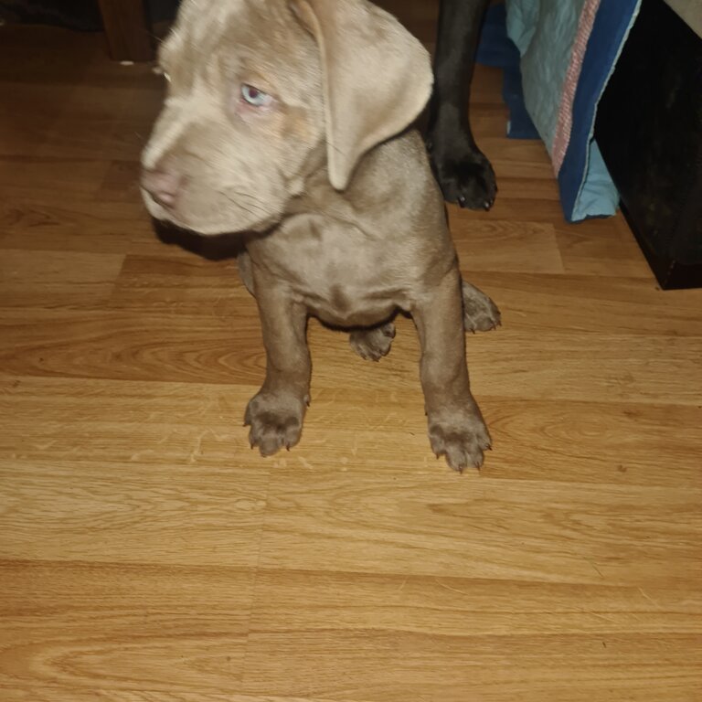 Neapolitan Mastiff Puppys