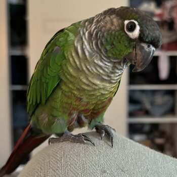 CONURE GREEN CHEEK