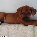 Rhodesian ridgeback puppies -0