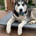 Siberian Husky - Blue Eyes - Pure Bread-2