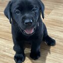 Purebred Labrador puppies-4