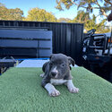 Blue nose pitbull puppies 8 weeks old -0