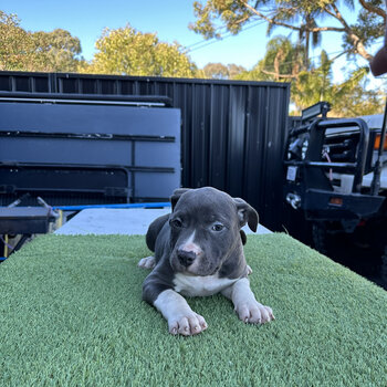 Blue nose pitbull puppies 8 weeks old 