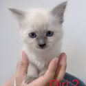 Ragdoll kitten-3