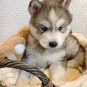 Pomsky Puppies /Husky Puppies With Blue 🔵 Eyes -4