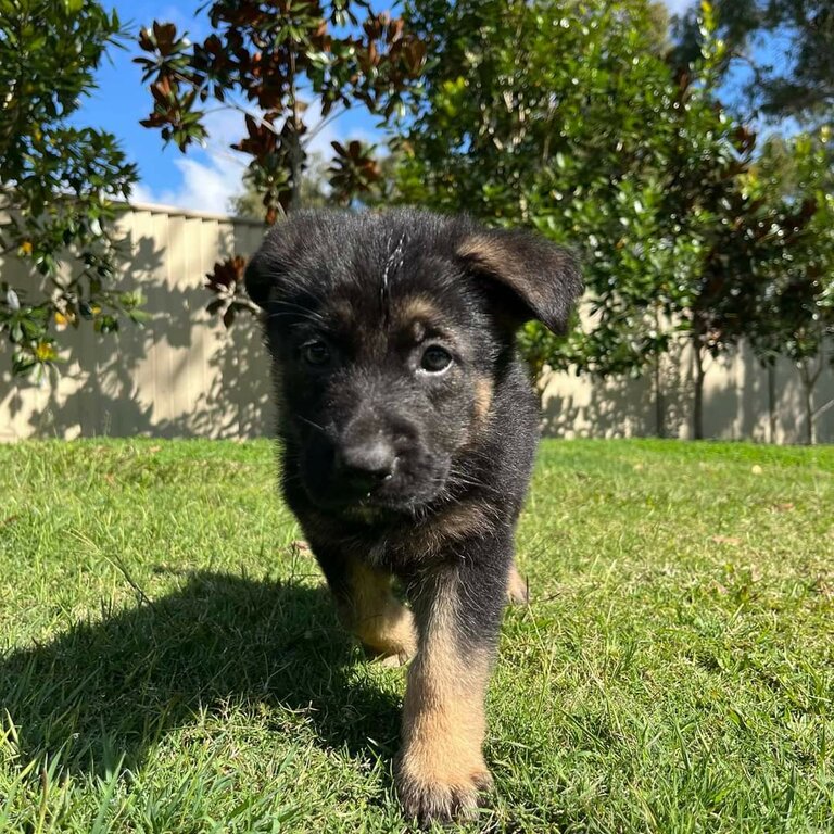 Pure Bred German Shepherd Puppies 