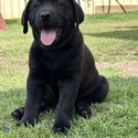 Purebread Labrador Puppies-1