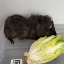 Baby Guinea pig for sale-4