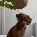 Ruby/brown cavoodle looking for a family-0