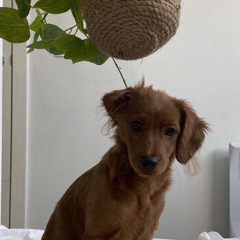 Ruby/brown cavoodle looking for a family