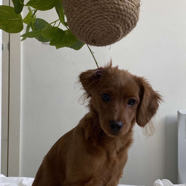 Ruby/brown cavoodle looking for a family