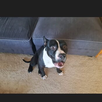 Staffy x male puppy