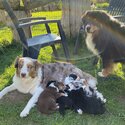 Australia shepherd puppies available -2