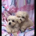 Moodle - Maltese x Toy Poodle-2