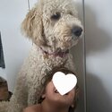 Gorgeous Golden Bordoodle -0