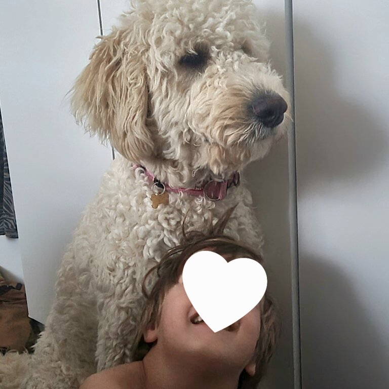 Gorgeous Golden Bordoodle 