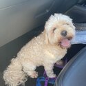 Loving Cavoodle rehome -0