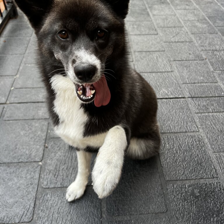 Pomsky 9 Months Old