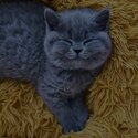 British shorthair kittens potty trained home raised with kids -0