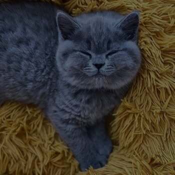 British shorthair kittens potty trained home raised with kids 