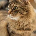 Siberian x Tabby for rehoming -5