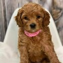 Cavoodle Puppy and Dogs  Free Adoption 24months  old -5