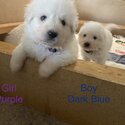 Pure Bred Maremma Sheepdog puppies for sale-0