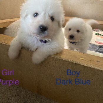 Pure Bred Maremma Sheepdog puppies for sale