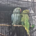 2 Indian ringnecks, female &amp; male-1