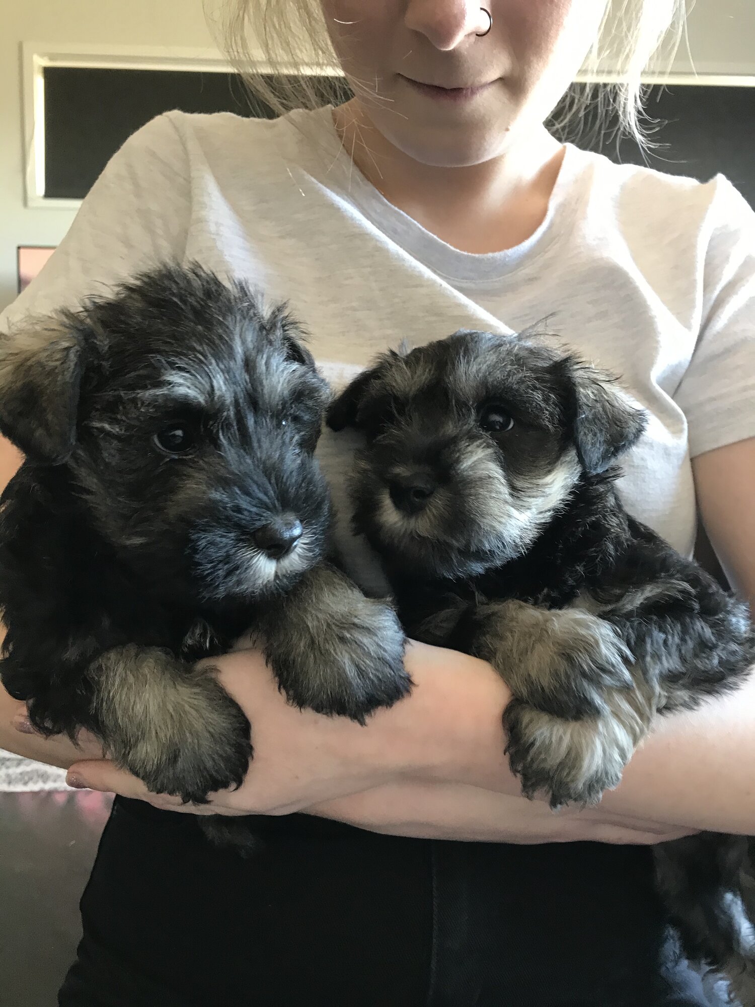 Schnauzer Salt And Pepper Puppies - TheSacredIcons