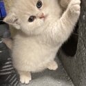 British shorthair kittens -1