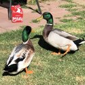 Ducks to go to a loving home -1