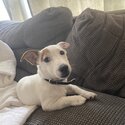 Jack Russel Terrier Puppy pure bred -0