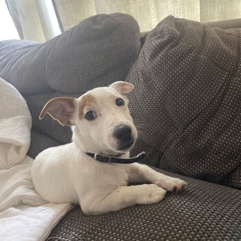 Jack Russel Terrier Puppy pure bred 