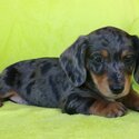 Dachshound puppies-3