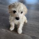 Moodle - Maltese x Toy Poodle-3