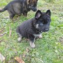 German Shepherd puppies-3