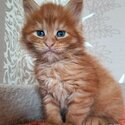 lovely Maine coon kittens for sale-1