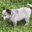 Blue Cattle Dog Pups For Sale-1