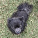 Rare blue and silver German spitz -3