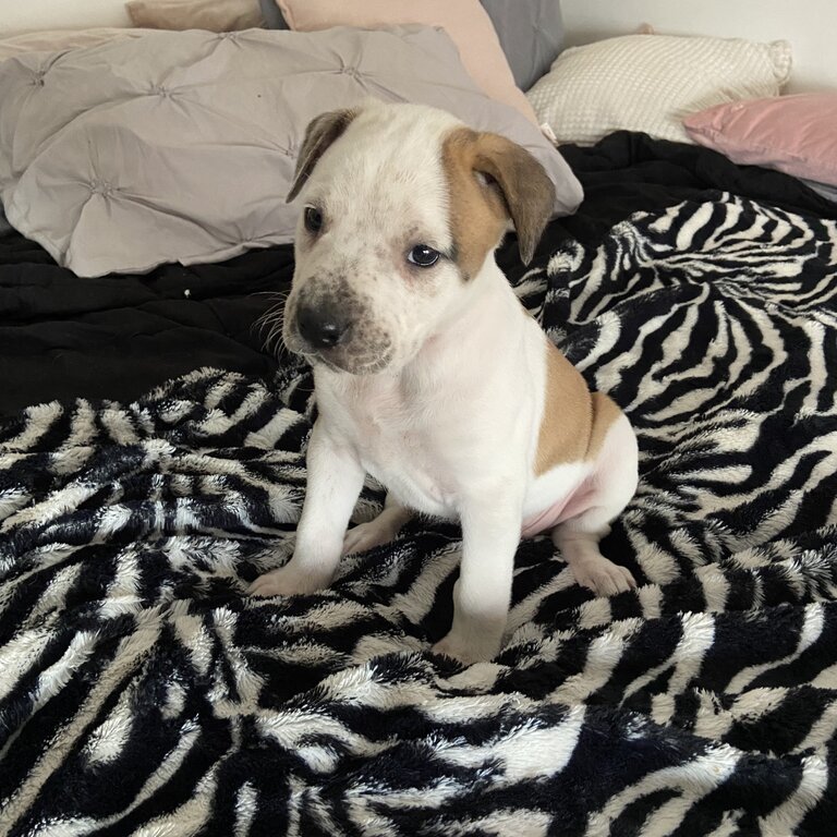 American Bulldog puppy Pure Breed 