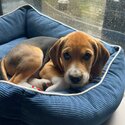  Seeking a loving home for our three month old beagle puppy-4