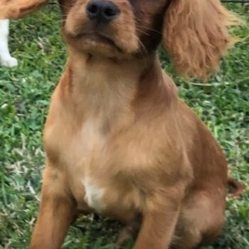 Male king Charles spaniel 