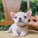 Healthy French Bulldog Puppies For Sale -0