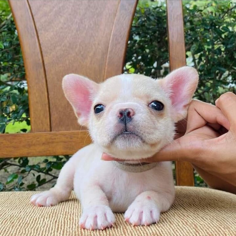 Healthy French Bulldog Puppies For Sale 