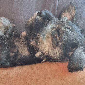 Miniature Schnauzer puppies