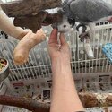 – African Grey Parrot-2