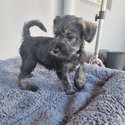 Miniature Schnauzer puppies-2