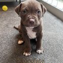 Purebred American Staffy puppies Amstaff puppy Staffordshire terrier-1