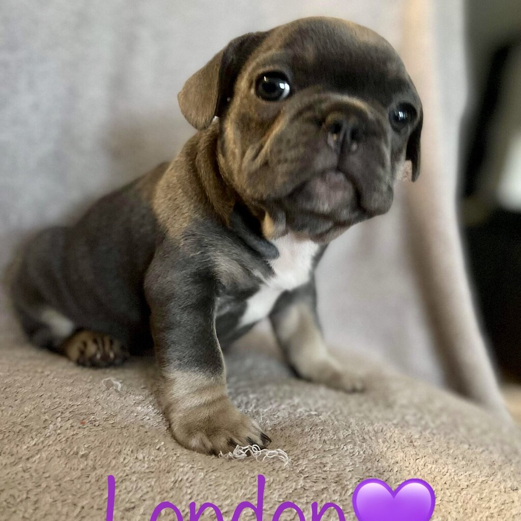 Purebred Blu Tan Pedigree French Bulldog